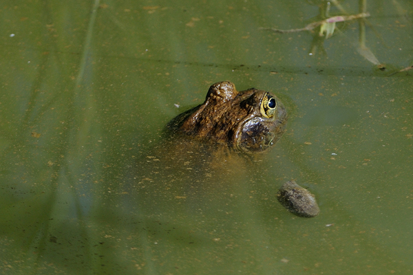 ID Rana toro - Lithobates catesbeianus